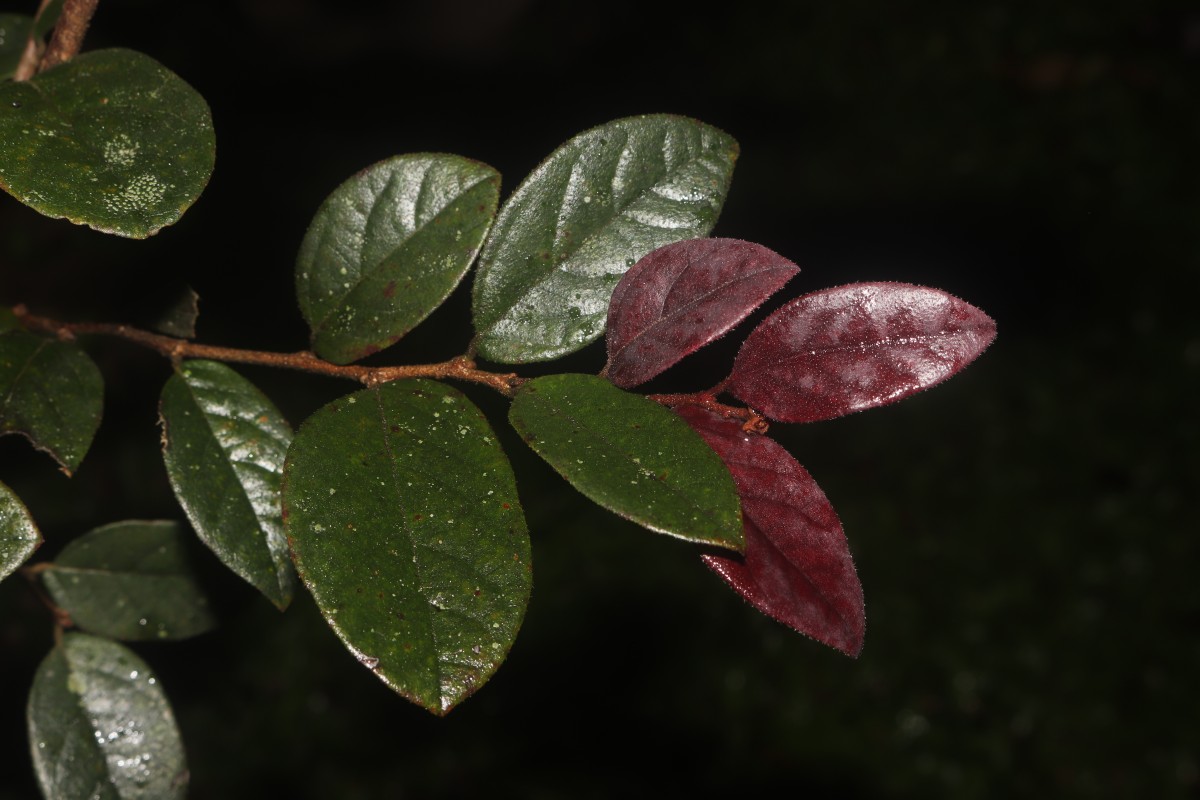 Loropetalum chinense (R.Br.) Oliv.